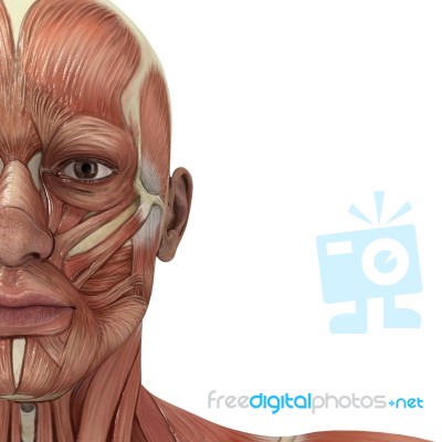 Facial Muscles Stock Image