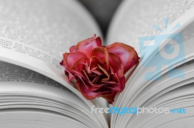 Faded Rose Between Pages  Stock Photo