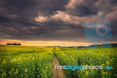 Fairy Spring Morning Stock Photo