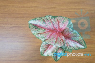 Fake Flower On The Table Stock Photo