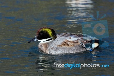 Falcated Duck Or Teal (anas Falcata) Stock Photo