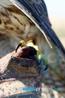 Falcon On Trainer's Glove Stock Photo