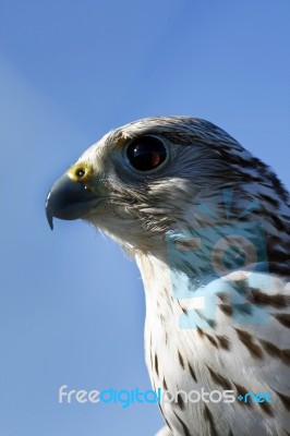 Falcon's Eye Stock Photo