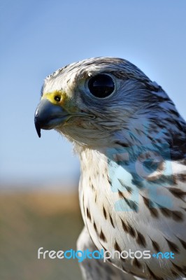 Falcon's Head Stock Photo