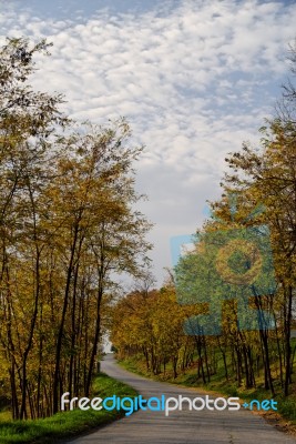 Fall Colors In Nature Stock Photo