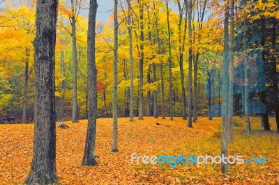 Fall Foliage Stock Photo