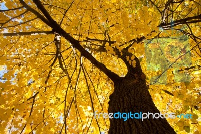 Fall Leaves Stock Photo