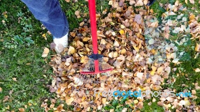 Fall Leaves And Yard Work Stock Photo