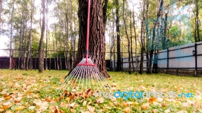 Fall Leaves And Yard Work Stock Photo