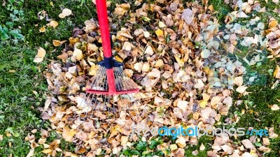 Fall Leaves And Yard Work Stock Photo