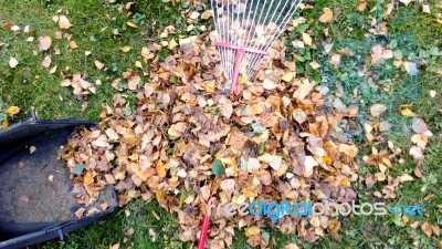 Fall Leaves And Yard Work Stock Photo