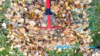 Fall Leaves And Yard Work Stock Photo