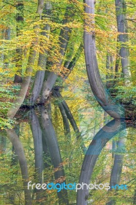 Fall Tree Trunks With Reflection In Dutch Forest Water Stock Photo