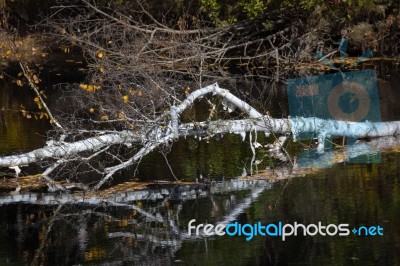 Fallen Birch Tree Stock Photo