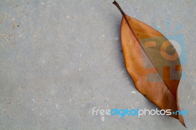 Fallen Leaf Stock Photo