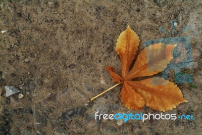 Fallen Leaf Stock Photo