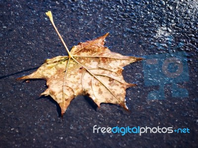 Fallen Leaf On The Wet Sidewalk Stock Photo