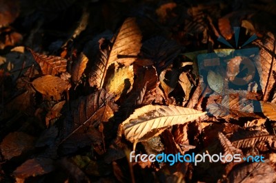 Fallen Leaves Stock Photo