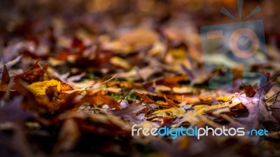 Fallen Leaves Decaying On The Canopy Floor Stock Photo