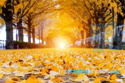 Fallen Leaves On A Street In Autumn Stock Photo