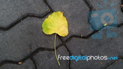 Fallen Pho Leaf On The Floor Stock Photo