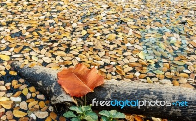 Fallen Rain Tree Leaves Stock Photo