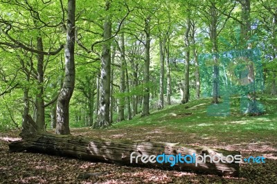 Fallen Tree In Forest Stock Photo