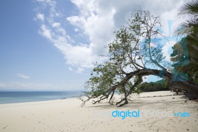 Fallen Tree On The Beach Stock Photo