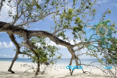 Fallen Tree On The Beach Stock Photo