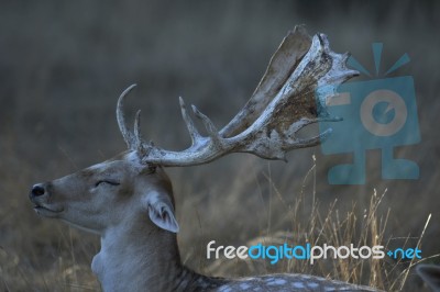 Fallow Deer  Buck Stock Photo