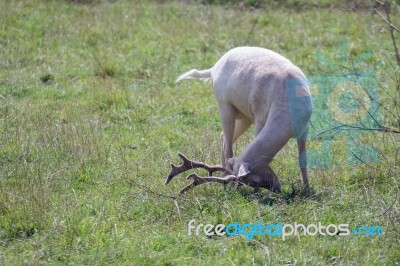 Fallow Deer (dama Dama) Stock Photo