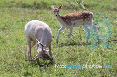 Fallow Deer (dama Dama) Stock Photo