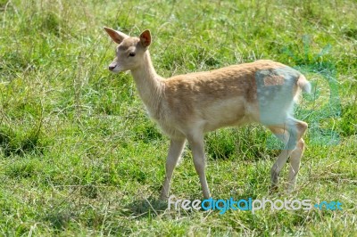 Fallow Deer (dama Dama) Stock Photo