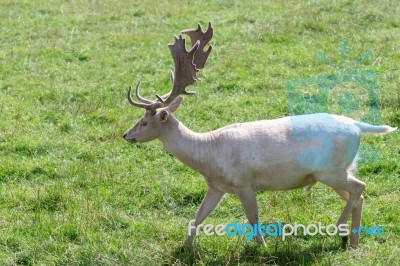 Fallow Deer (dama Dama) Stock Photo