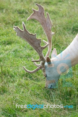 Fallow Deer (dama Dama) Stock Photo