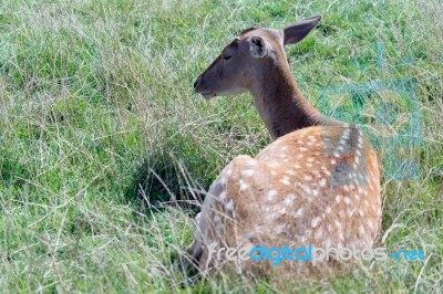 Fallow Deer (dama Dama) Stock Photo