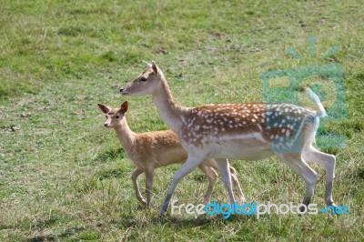 Fallow Deer (dama Dama) Stock Photo