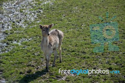 Fallow Deer (dama Dama) Stock Photo