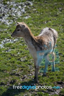 Fallow Deer (dama Dama) Stock Photo