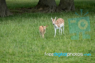 Fallow Deer (dama Dama) Stock Photo