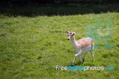 Fallow Deer (dama Dama) Stock Photo