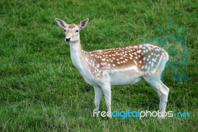 Fallow Deer (dama Dama) Stock Photo