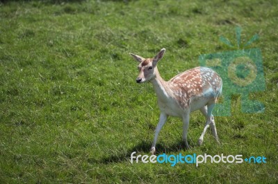 Fallow Deer (dama Dama) Stock Photo