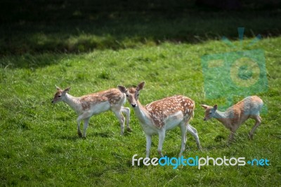 Fallow Deer (dama Dama) Stock Photo