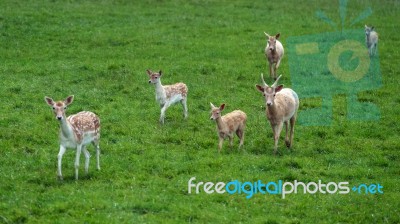 Fallow Deer (dama Dama) Stock Photo