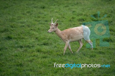 Fallow Deer (dama Dama) Stock Photo