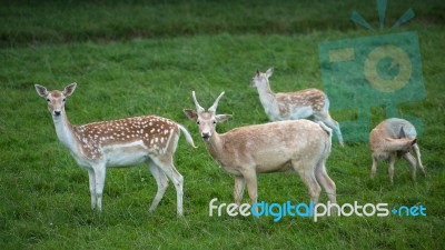 Fallow Deer (dama Dama) Stock Photo