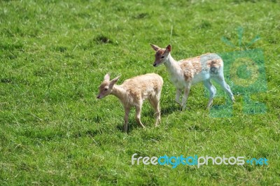 Fallow Deer (dama Dama) Stock Photo