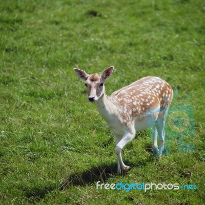 Fallow Deer (dama Dama) Stock Photo