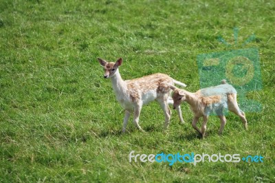 Fallow Deer (dama Dama) Stock Photo